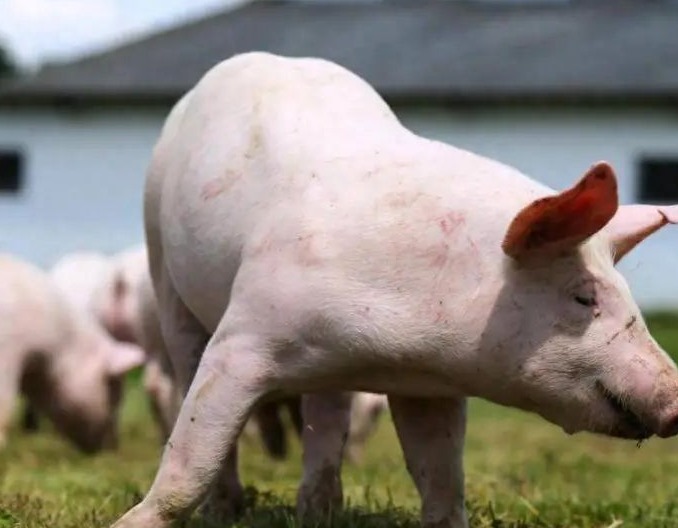 两个理由告诉你养猪要这样养，早知道少走10年的弯路！