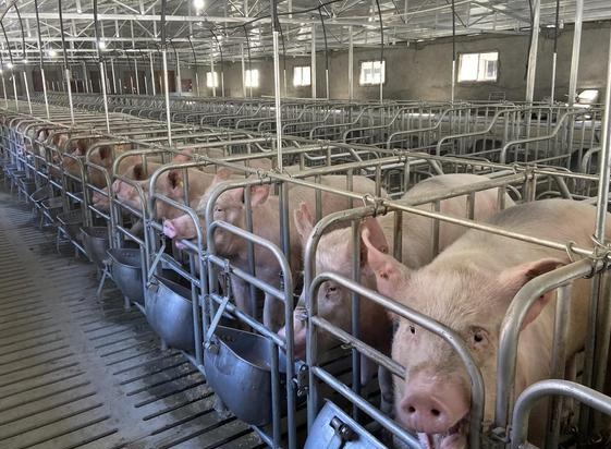 母猪便秘怎么解决