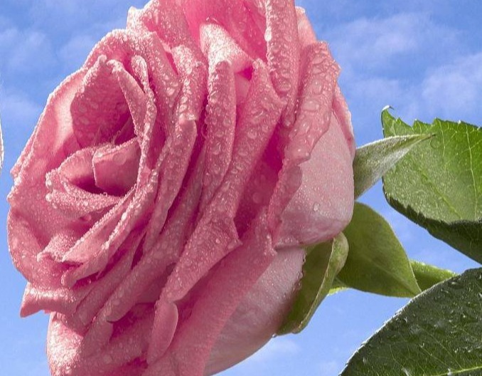 母猪不发情是什么原因