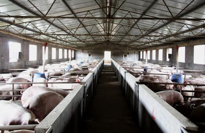 如何预防肥猪咬架