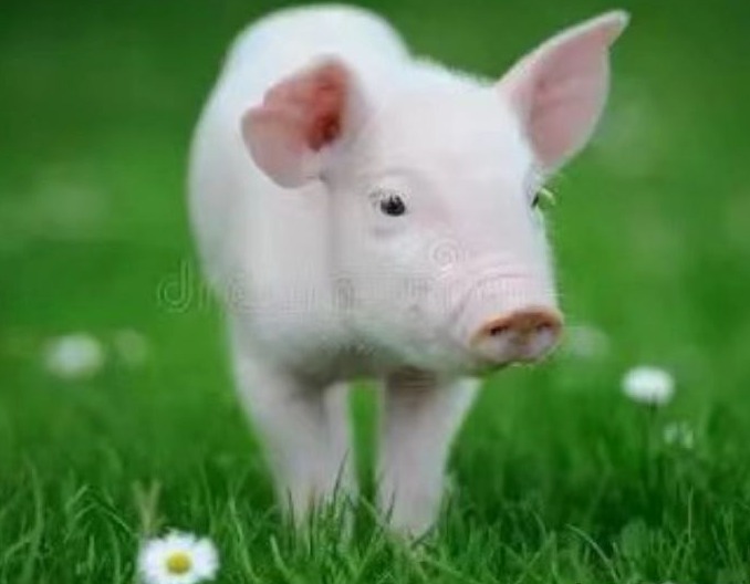 断奶母猪优饲策略（葡萄糖添加）对排卵质量的量化影响