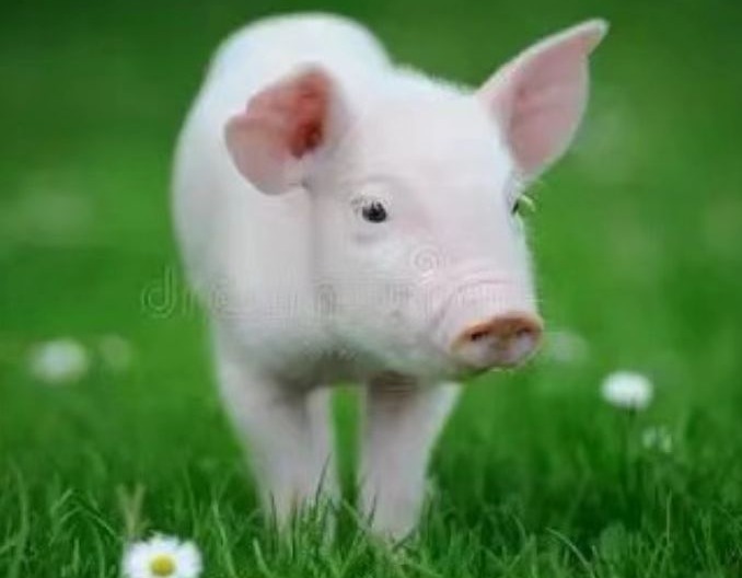 育肥猪群结肠炎的隐性感染特征与防控