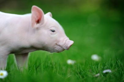 跌！跌！跌！7.24明日猪价早知道,7.24全国最新猪价信息