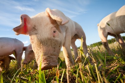 资本再次涌入养猪业！发改委明天将约谈大型猪企控产能，猪肉股和生猪期货连续大涨