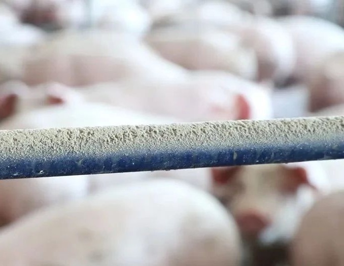 长期吸入猪场粉尘对肠道健康构成显著风险