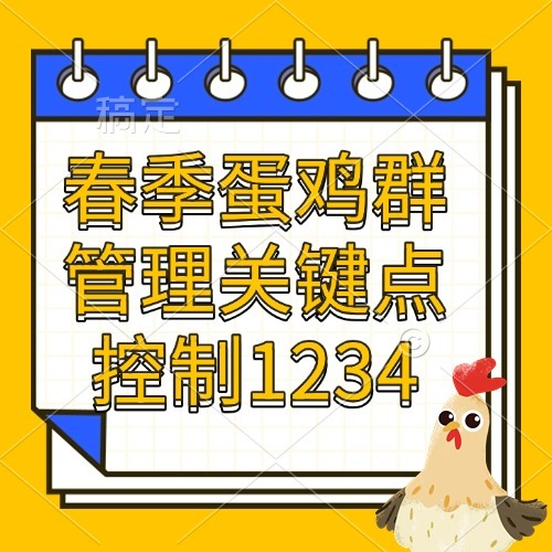 春季蛋鸡群管理关键点控制1234