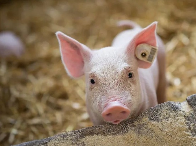 蛇虫鼠蚁的活跃期到了！学会这3个方法，提前预防，消除隐患！