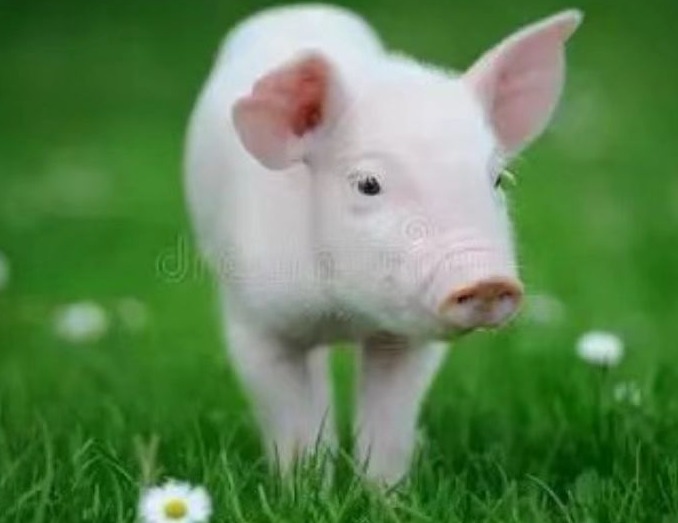 夏季如何解决奶水问题