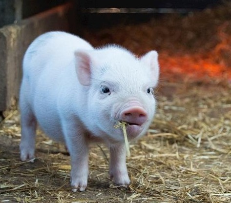 7月底猪价还能涨多少？3个关键信号告诉你真实走势！