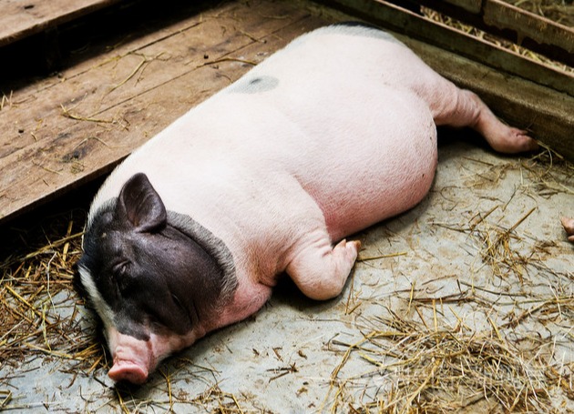 2026年养猪会面临的问题：业面临残酷洗牌！半数猪场活不过五年？