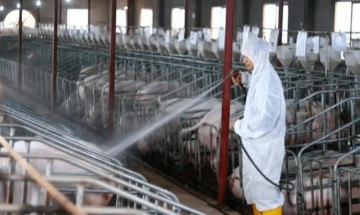 养猪场如何消毒与常见问题