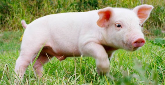 抗原与抗体区别