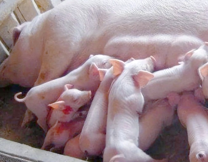 高温天气，怀孕后期母猪喘、食欲不振，该怎么办？