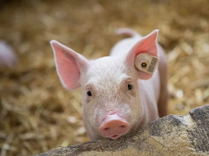 明日猪价 | 2025.7.25日~全国各地最新猪价（猪价已更新！）