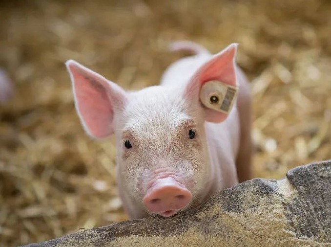 07月28日猪价：昙花一现！大面积回调，月底还有望上涨吗？