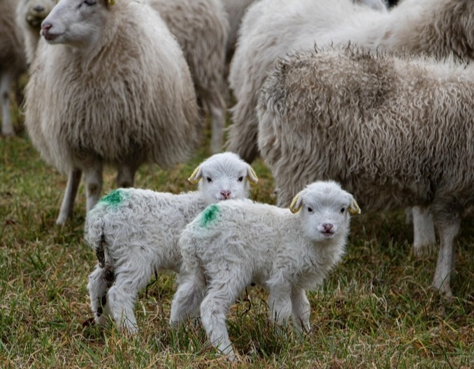 家庭小散养户，如何养出小肥羊！