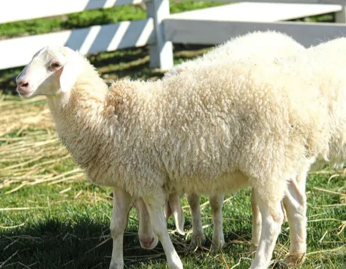 圈里有这种羊的，赶紧处理！