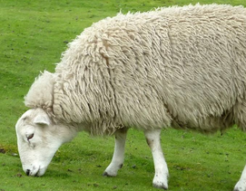 为什么头胎羊不能留种？羊第几胎适合留种母羊？