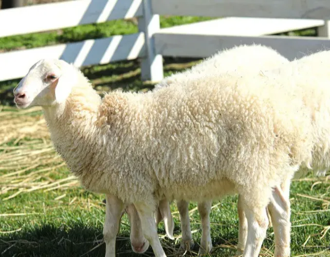 从羔羊到成年，再到母羊公羊，各种疾病总结