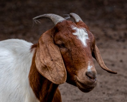 羊群整体偏瘦，肚子吃不圆！盐和麸皮炒熟绝治！