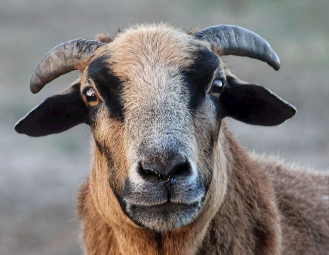 羊病10问10答，常见问题都在这里！