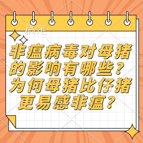 非瘟病毒对母猪的影响有哪些？为何母猪比仔猪更易感非瘟？