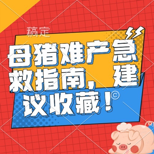 母猪难产急救指南，建议收藏！