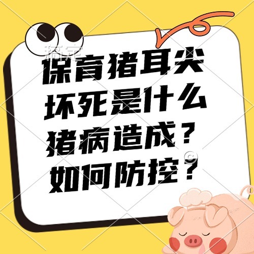 保育猪耳尖坏死是什么猪病造成？如何防控？