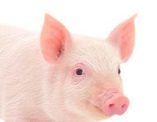 该教大家做蜜汁猪肉脯，咸甜交织、肉香浓郁