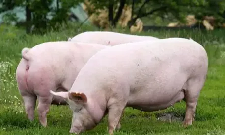 预防高热病，增强机体体质是关键