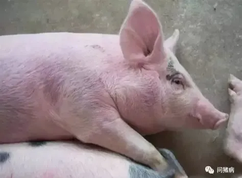 猪身上发白是啥病？怎么防治？ 恩诺沙星在养猪中的妙用，正确使用药效增加数倍！