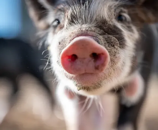 河南首富换人了，一个卖塑料娃娃的85后成功干翻千亿“养猪大王”