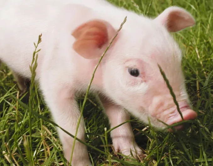 嗄猪肉馅饼，只需简单几步技巧，轻松在家品尝美味馅饼