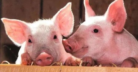 保育猪的“隐形杀手”，夏季这一高发疾病，需警惕！
