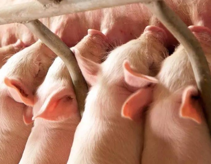 猪病净化核心场位居全国前列！福建，何以成健康种猪新高地？