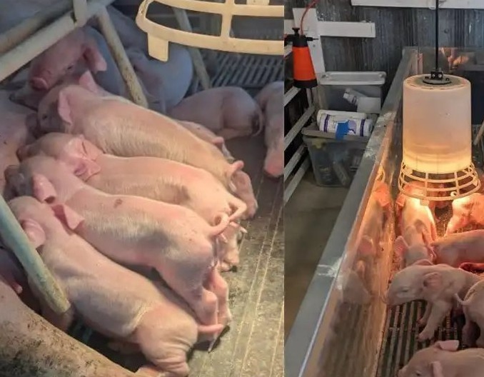 收藏！哺乳母猪的夏季饲养方案