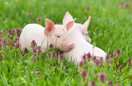 急急急！官方突然宣布：减产！事关所有养猪人！央行、农业农村部联合放大招，养猪业迎来逆天改命机遇？