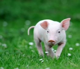 【今日猪价】8月11日生猪报价！（附最新报价表）