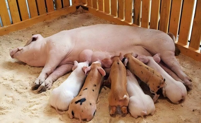 母猪产仔时间长是什么原因？怎么解决？