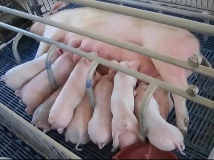 造成“二胎母猪综合征”的原因有哪些？