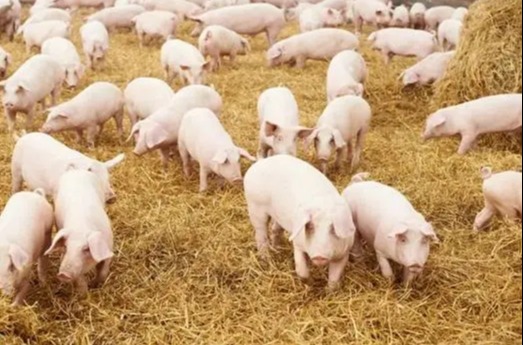 饲料防霉新突破：天然与化学的双重守护