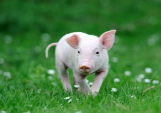 养殖‖国家出手了！“控能繁、减二育、降体重”，摆脱生猪市场“大起大落”周期困境