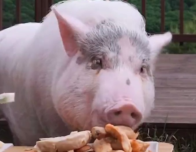 养猪技术20项细节，值得收藏!