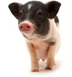 2025年8月12日-今日最新猪价行情