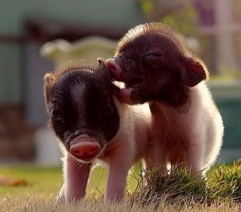 生物安全必备-常见容器体积计算