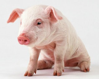 生长猪跛行的早期发现