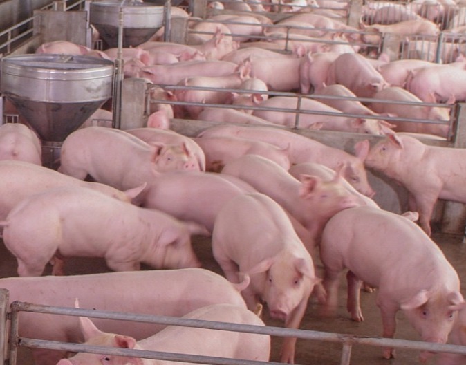 夏季热应激对猪的危害及防控措施！