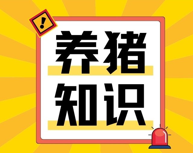 养猪贴秋膘：传统养殖的“数据化”升