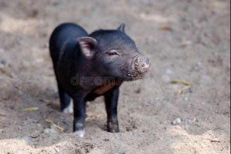 养猪行业 8 月最新资讯速览