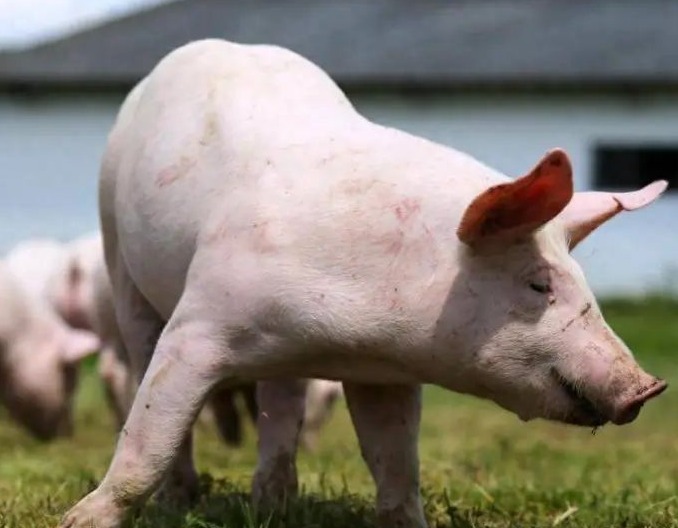 农业农村部：将实施生猪产能综合调控，引导调减约100万头能繁母猪